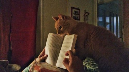 Midsection of person holding cat on book