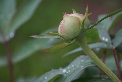 Close-up of raindrops on plant