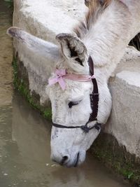 Close-up of horse