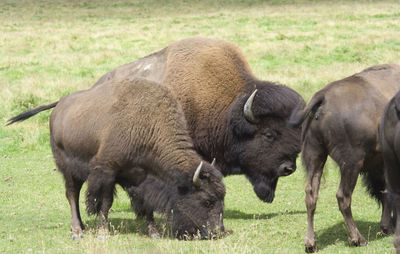 American bison on grassy field