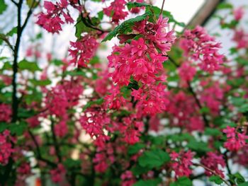 Close-up of red flowering plant
