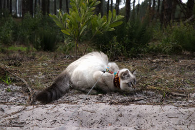 View of a cat lying on land