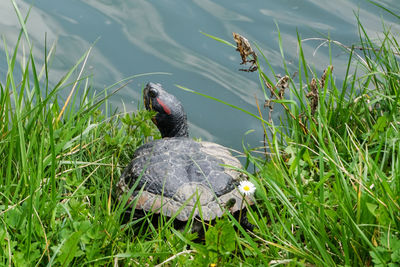 Duck swimming in a lake