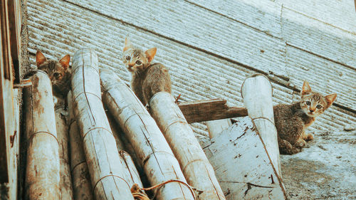 Cat on wood