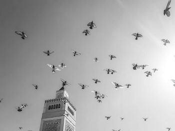 Low angle view of birds flying in sky