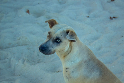 High angle view of dog looking away