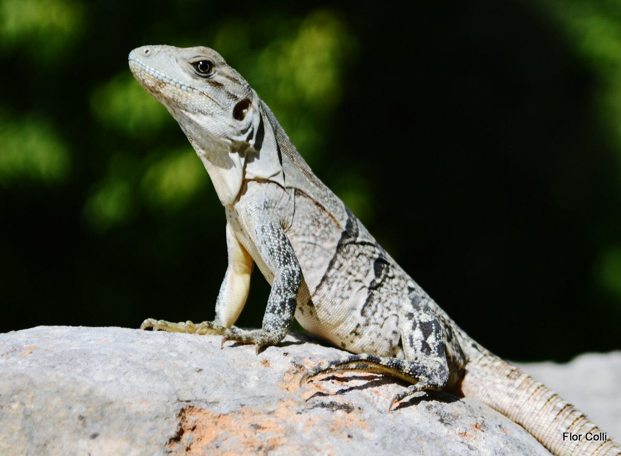 animal themes, one animal, animals in the wild, wildlife, focus on foreground, lizard, close-up, bird, reptile, nature, day, side view, outdoors, perching, no people, animal head, rock - object, selective focus, looking away, full length