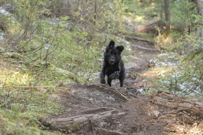 Black dog on land