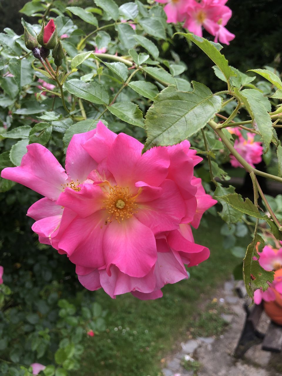 CLOSE-UP OF PINK FLOWER