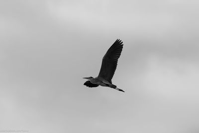 Low angle view of birds flying in sky