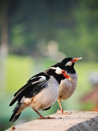 Close-up of bird perching on ground