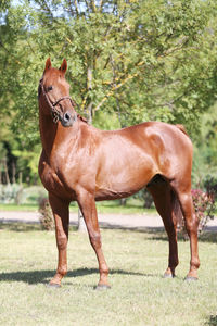 Horse standing on field