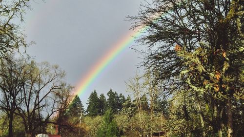Low angle view of rainbow over trees