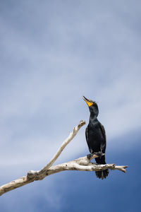 Low angle view of bird perching on branch