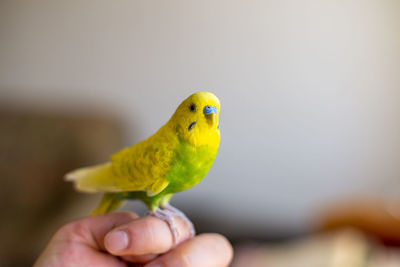 Cute parakeet budgie standing on the finger