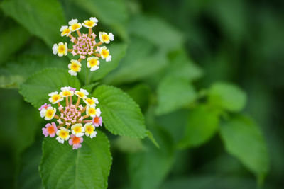 Close-up of yellow flowering plant