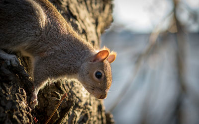 Close-up of squirrel