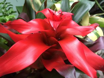 Close-up of red flower