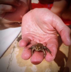 Close-up of hand holding crab
