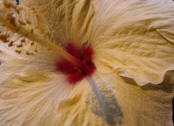 Full frame shot of flower