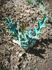 Close-up of plant against black background