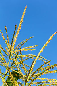 Low angle view of plants against clear blue sky