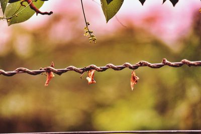 Close up of barbed wire against sky