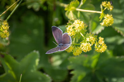 Close-up of butterfly pollinating on flower