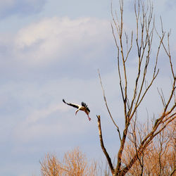 Low angle view of bird flying against sky