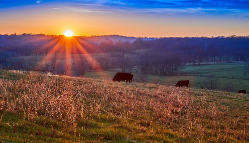 Scenic view of field against sky during sunset