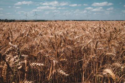 View of wheat field against sky