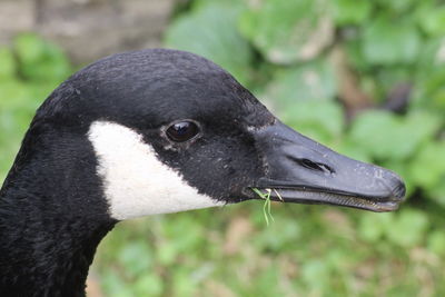 Close-up of a bird on field