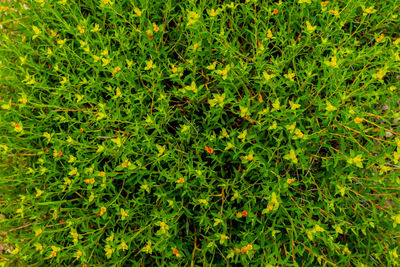 Full frame shot of plants growing on field