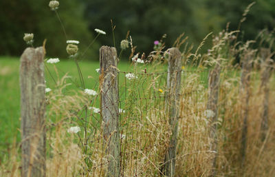 Fence on field