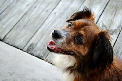 High angle portrait of a dog