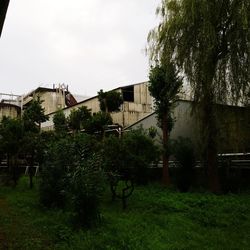 Trees and buildings against sky