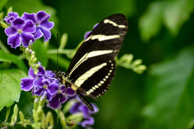 Close-up of butterfly on purple flower