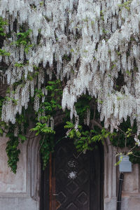 Low angle view of ivy growing on building