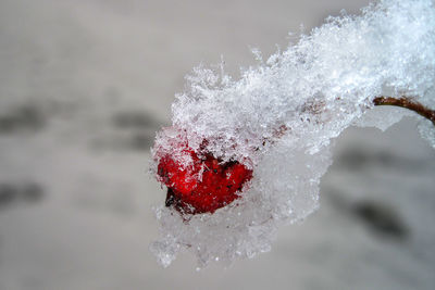 Close-up of water drops on red leaf