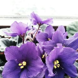 Close-up of purple flowers blooming