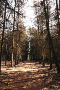 Trees in forest during autumn