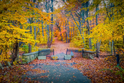 Close-up of trees during autumn