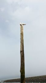 View of bird on wooden post against sky