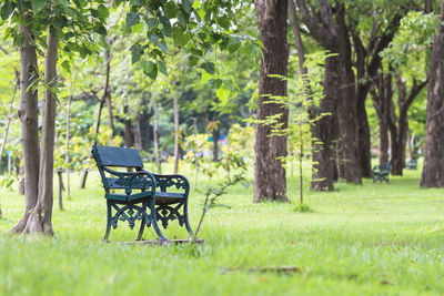 Empty bench by trees at park