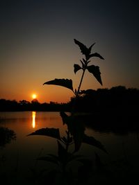 Silhouette bird flying over lake against sky during sunset