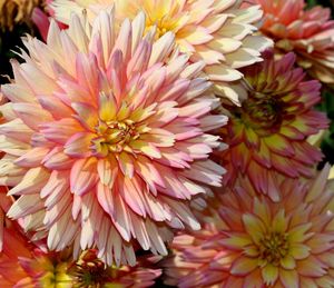 Close-up of pink dahlia flowers