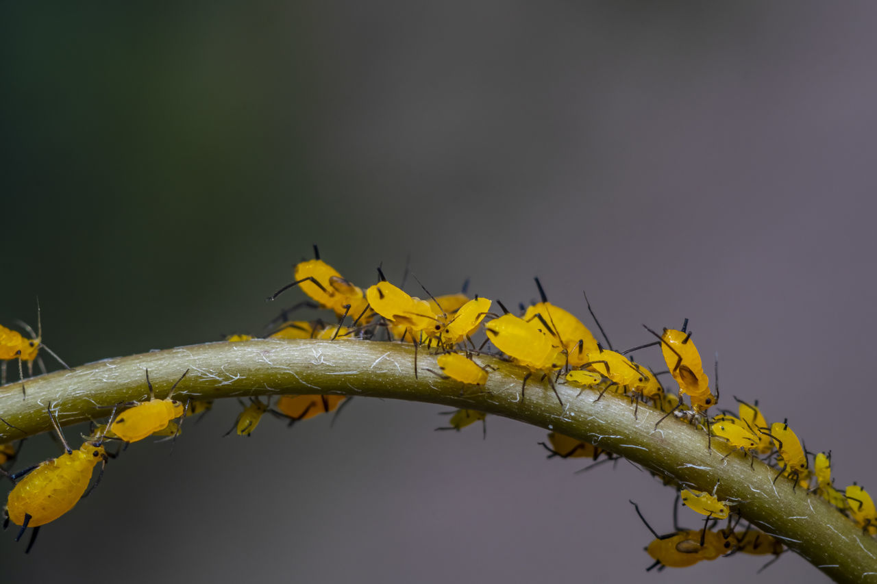 CLOSE-UP OF YELLOW BRANCH AGAINST SKY