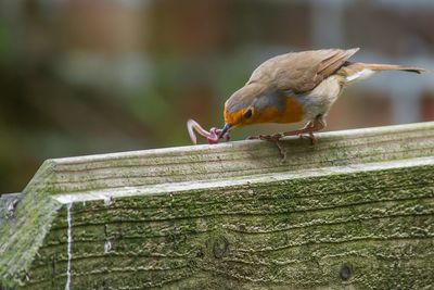 Bird perching on railing