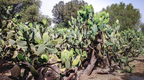 Plants growing on field against sky