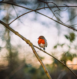 Close-up of a bird perching on branch